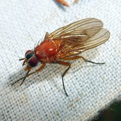 Thricops diaphanus by (c) Barry Walter, some rights reserved (CC BY), uploaded by Barry Walter. Used under a CC-BY license.