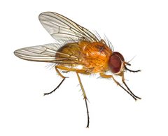 Thricops diaphanus by (c) Christian Back, some rights reserved (CC BY), uploaded by Christian Back. Used under a CC-BY license.