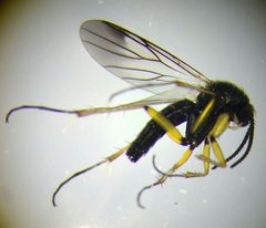 Greenomyia by (c) carnifex, some rights reserved (CC BY), uploaded by carnifex. Used under a CC-BY license.