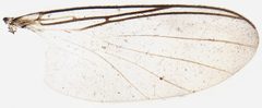 Docosia by (c) janet graham, some rights reserved (CC BY). Used under a CC-BY license.