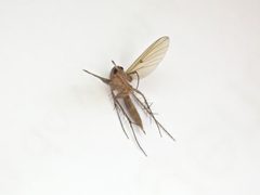 Mycetophila by (c) Grey Smith, some rights reserved (CC BY), uploaded by Grey Smith. Used under a CC-BY license.