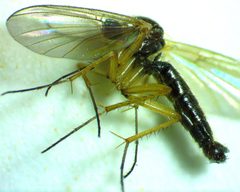 Sciophila plurisetosa by no rights reserved, uploaded by Ken Kneidel. Used under a CC0 license.