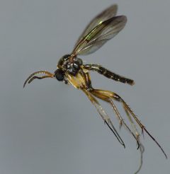 Sciophilinae by (c) Steve Kerr, some rights reserved (CC BY), uploaded by Steve Kerr. Used under a CC-BY license.