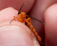 Leptomorphus magnificus by (c) Zachary Dankowicz, some rights reserved (CC BY), uploaded by Zachary Dankowicz. Used under a CC-BY license.