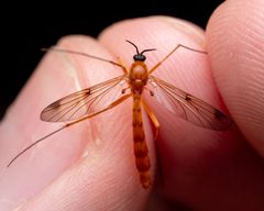 Leptomorphus magnificus by (c) Zachary Dankowicz, some rights reserved (CC BY), uploaded by Zachary Dankowicz. Used under a CC-BY license.