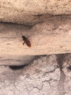 Mydas luteipennis by (c) koskinonodon, some rights reserved (CC BY), uploaded by koskinonodon. Used under a CC-BY license.