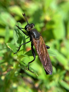 Mydas maculiventris by (c) Sandra H Statner, some rights reserved (CC BY), uploaded by Sandra H Statner. Used under a CC-BY license.