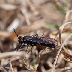Phyllomydas quercus by (c) Richard Stovall, some rights reserved (CC BY), uploaded by Richard Stovall. Used under a CC-BY license.