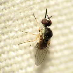 Mythicomyiidae by (c) Katja Schulz, some rights reserved (CC BY). Used under a CC-BY license.
