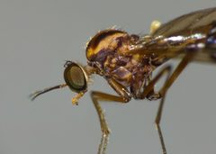 Anisopodidae by (c) Steve Kerr, some rights reserved (CC BY), uploaded by Steve Kerr. Used under a CC-BY license.