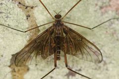 Blephariceridae by (c) Trevor Van Loon, some rights reserved (CC BY), uploaded by Trevor Van Loon. Used under a CC-BY license.