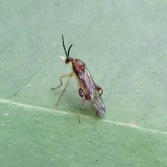 Canthyloscelidae by (с) wild_wind, некоторые права защищены (CC BY), загрузил wild_wind. Used under a CC-BY license.