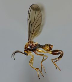 Canthyloscelidae by (с) Steve Kerr, некоторые права защищены (CC BY), загрузил Steve Kerr. Used under a CC-BY license.