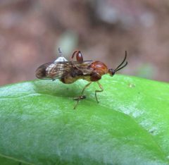 Canthyloscelidae by (с) wild_wind, некоторые права защищены (CC BY), загрузил wild_wind. Used under a CC-BY license.