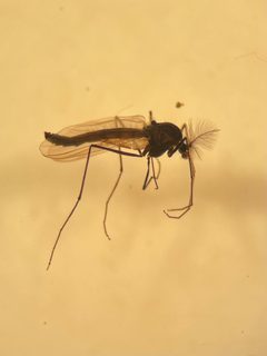 Diamesa nivoriunda by (c) aeshnidae28, some rights reserved (CC BY). Used under a CC-BY license.