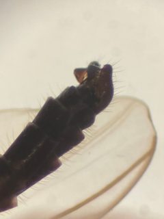 Diamesa nivoriunda by (c) aeshnidae28, some rights reserved (CC BY). Used under a CC-BY license.