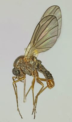 Thaumaleidae by (c) Janet Graham, some rights reserved (CC BY). Used under a CC-BY license.