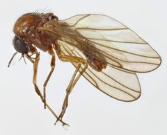 Thaumaleidae by (c) janet graham, some rights reserved (CC BY). Used under a CC-BY license.