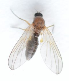 Thaumaleidae by no rights reserved, uploaded by Mike Palmer. Used under a CC0 license.