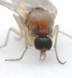 Thaumaleidae by no rights reserved, uploaded by Mike Palmer. Used under a CC0 license.