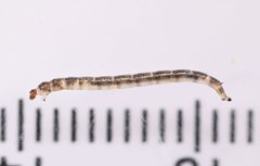 Thaumaleidae by no rights reserved, uploaded by Mike Palmer. Used under a CC0 license.