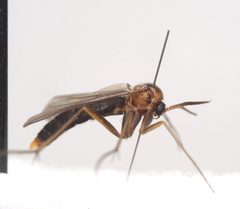 Ditomyiidae by (c) carnifex, some rights reserved (CC BY), uploaded by carnifex. Used under a CC-BY license.