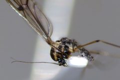 Dixidae by (c) Steve Kerr, some rights reserved (CC BY), uploaded by Steve Kerr. Used under a CC-BY license.