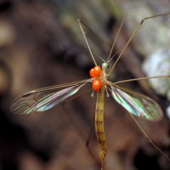 Elephantomyia westwoodi by (c) Katja Schulz, some rights reserved (CC BY). Used under a CC-BY license.