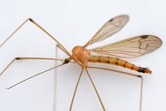 Elephantomyia westwoodi by (c) Bill Keim, some rights reserved (CC BY), uploaded by Bill Keim. Used under a CC-BY license.