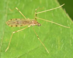 Erioptera parva by (c) skitterbug, some rights reserved (CC BY), uploaded by skitterbug. Used under a CC-BY license.