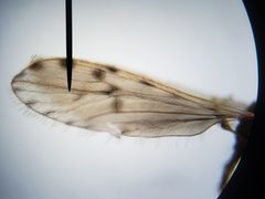 Erioptera parva by (c) Arturo Santos, some rights reserved (CC BY), uploaded by Arturo Santos. Used under a CC-BY license.