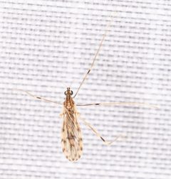 Erioptera parva by no rights reserved, uploaded by Mirko Schoenitz. Used under a CC0 license.