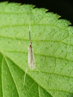 Gonomyia alexanderi by (c) Katja Schulz, some rights reserved (CC BY), uploaded by Katja Schulz. Used under a CC-BY license.