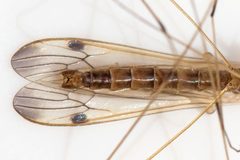 Helius flavipes by (c) Bill Keim, some rights reserved (CC BY), uploaded by Bill Keim. Used under a CC-BY license.