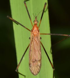 Hexatoma aurata by (c) skitterbug, some rights reserved (CC BY), uploaded by skitterbug. Used under a CC-BY license.