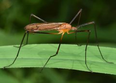Hexatoma aurata by (c) skitterbug, some rights reserved (CC BY), uploaded by skitterbug. Used under a CC-BY license.