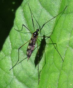 Limnophila macrocera by (c) Nick Block, some rights reserved (CC BY), uploaded by Nick Block. Used under a CC-BY license.