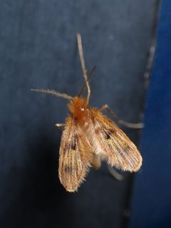 Psychodomorpha by (c) Saryu Mae 前 朝琉, some rights reserved (CC BY), uploaded by Saryu Mae 前 朝琉. Used under a CC-BY license.