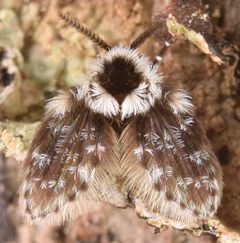 Psychodomorpha by (c) skitterbug, some rights reserved (CC BY), uploaded by skitterbug. Used under a CC-BY license.