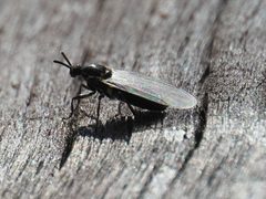 Scatopse notata by (c) Michael Knapp, some rights reserved (CC BY), uploaded by Michael Knapp. Used under a CC-BY license.