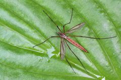 Tipula paludosa by (c) Tina Ellegaard Poulsen, some rights reserved (CC BY), uploaded by Tina Ellegaard Poulsen. Used under a CC-BY license.