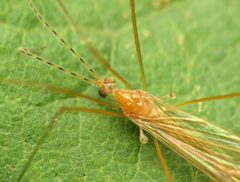 Atarba picticornis by (c) Katja Schulz, some rights reserved (CC BY). Used under a CC-BY license.