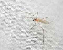 Cheilotrichia stigmatica by (c) Zachary Dankowicz, some rights reserved (CC BY), uploaded by Zachary Dankowicz. Used under a CC-BY license.