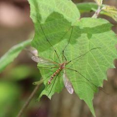 Tipula disjuncta by (c) Mark Apgar, some rights reserved (CC BY), uploaded by Mark Apgar. Used under a CC-BY license.