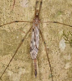 Tipula longiventris by (c) skitterbug, some rights reserved (CC BY), uploaded by skitterbug. Used under a CC-BY license.