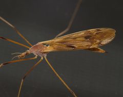 Tipula ultima by (c) Nick Block, some rights reserved (CC BY), uploaded by Nick Block. Used under a CC-BY license.