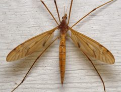 Tipula ultima by (c) Nick Block, some rights reserved (CC BY), uploaded by Nick Block. Used under a CC-BY license.