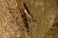 Neriidae by (c) i_c_riddell, some rights reserved (CC BY), uploaded by i_c_riddell. Used under a CC-BY license.