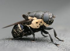 Cuterebra americana by (c) hr_dragonfly, some rights reserved (CC BY), uploaded by hr_dragonfly. Used under a CC-BY license.