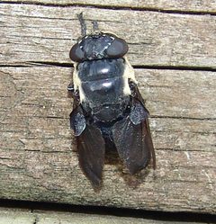 Cuterebra fontinella by (c) Gordon C. Snelling, some rights reserved (CC BY), uploaded by Gordon C. Snelling. Used under a CC-BY license.